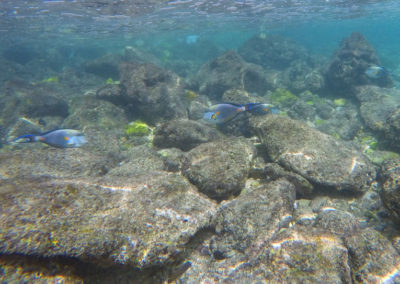 oman-reise-bootstour-schnorcheln-fische-korallenriff