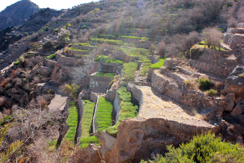 oman-sayq-plateau-jabal-al-akhdar-felder-terrasse-rundreise