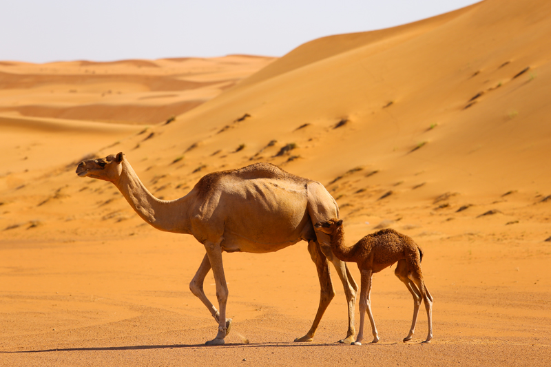 oman-sharqiyah-sands-wueste-kamele-dromedare-tour